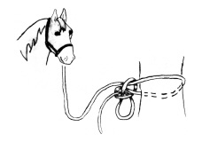 <p>Halter Tie/ Quick Release knot</p>
