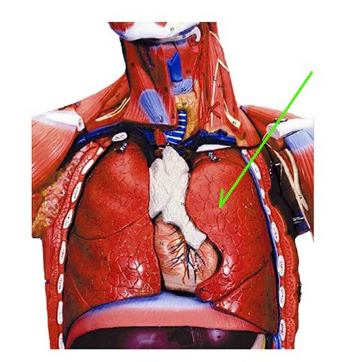 <p>Identify the structure, organ, or bone.</p>