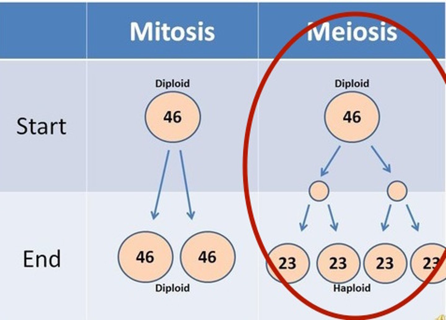 <p>The chromosome count is reduced by half</p>