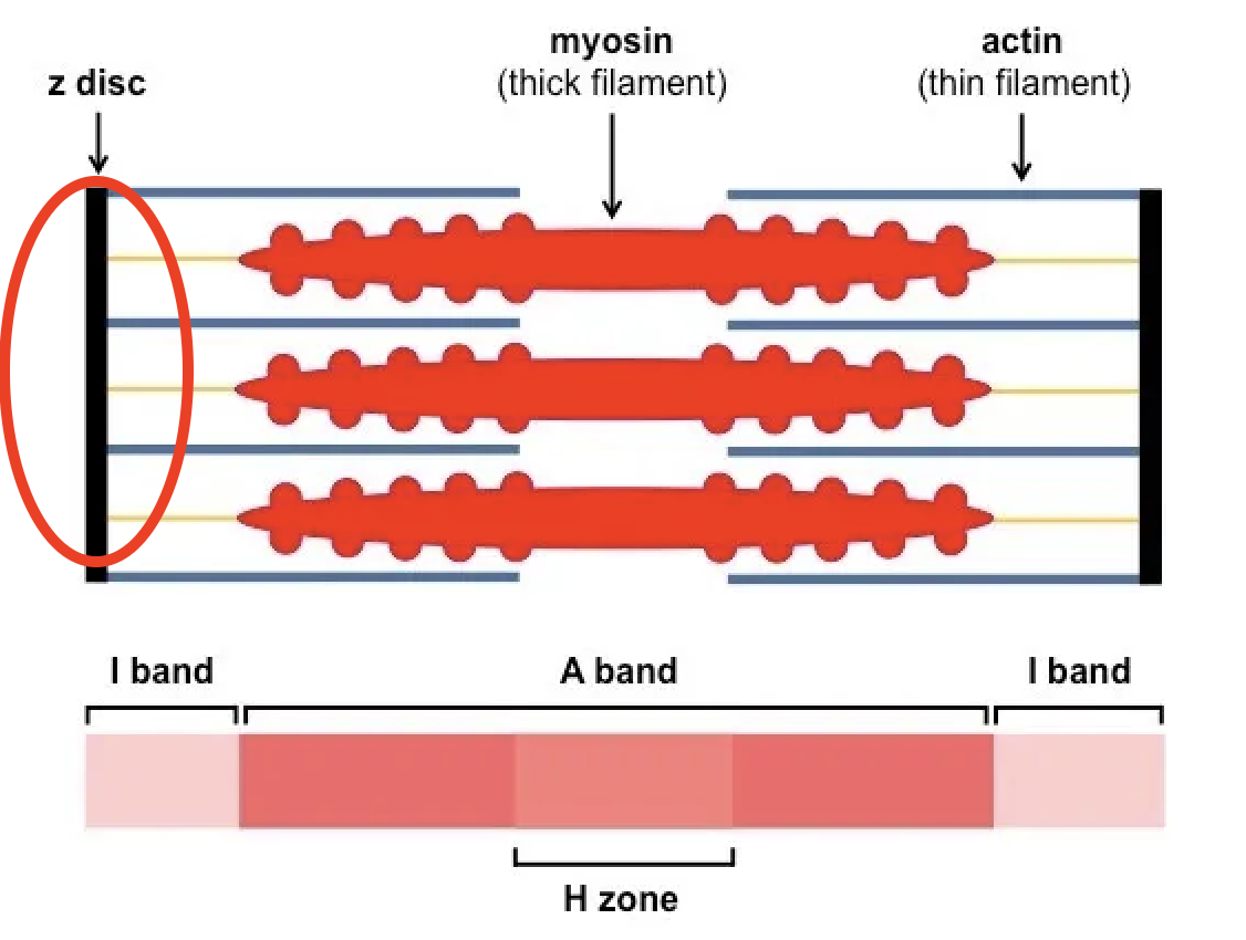 <p>The Z-line; anchors thin filaments</p>