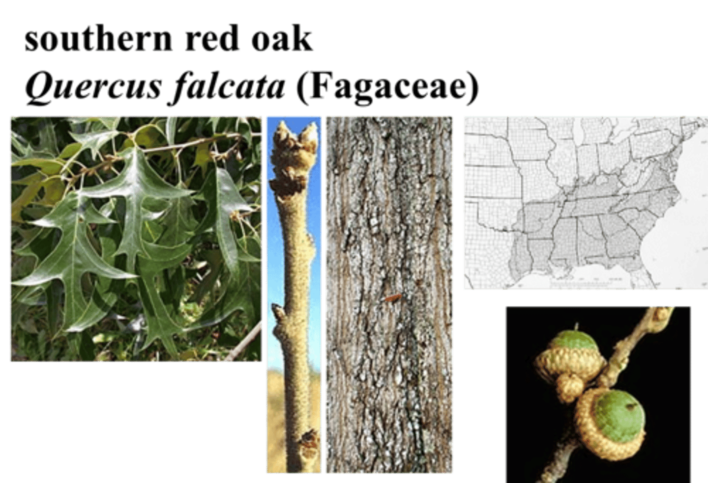 <p>The rough bark of this tree is dark brown to dark gray in color, furrowed, and is marked by rough ridges and plates. The twigs have rust-colored hairs. trident shaped leaves</p>