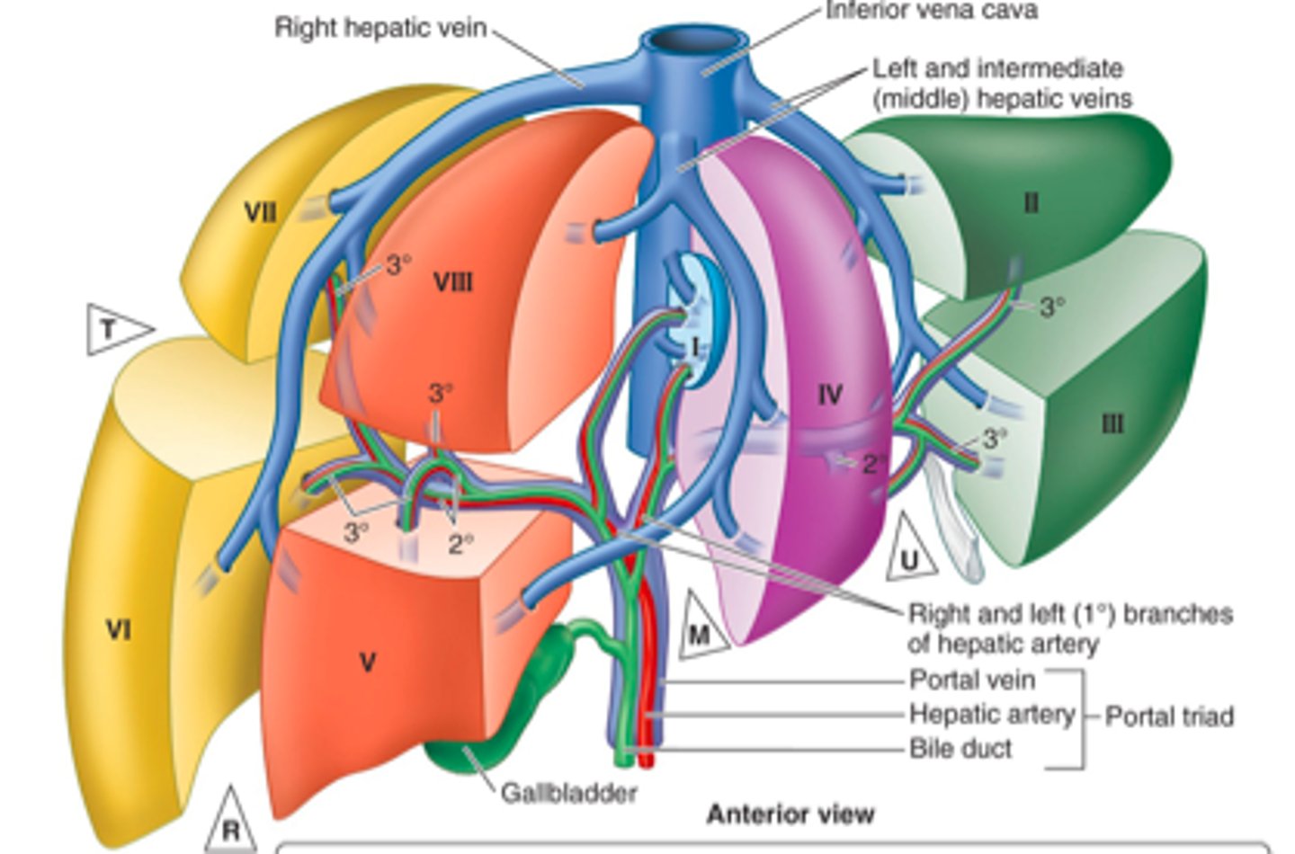 <p>One of three main veins draining the liver via the IVC; drains the right lobe of the liver.</p>