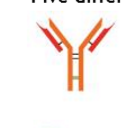 <p>Function: Not Known</p><p>Very first antibody that was produced by mammalians</p><p>Shape: Monomeric </p><p></p>