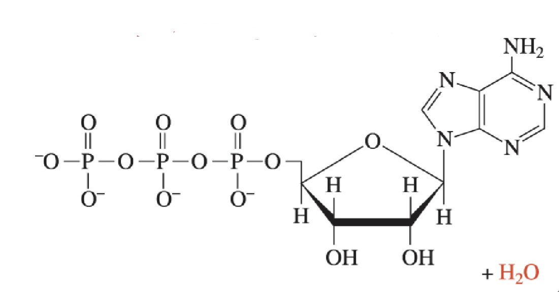 <p>high-energy</p>