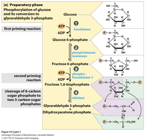 <p>The initial phase of glycolysis where glucose is phosphorylated and converted into a more reactive form, using ATP. This phase prepares glucose for subsequent cleavage into two three-carbon molecules. </p>
