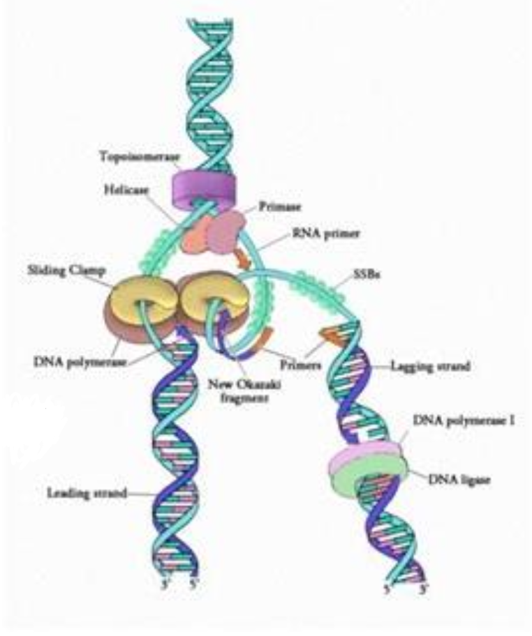 <p>Unwinding: CMG separates dsDNA into ssDNA</p><p class="p1"><span><strong>Replication Protein A </strong></span>binds ssDNA stabilising via prevention of formation secondary structures</p><p class="p1"><strong><u>Polymerases:</u></strong></p><p class="p3"><strong>Pol α-primase: </strong><span>RNA-DNA primer</span></p><p class="p4"><span><strong>Pol ε: </strong></span>continuous leading strand synthesis</p><p class="p4"><span style="line-height: normal;"><strong>Pol δ: </strong>discontinuous lagging strand (Okazaki fragments)</span></p><p class="p1"><strong><u>Processivity factors:</u></strong></p><p class="p3"><span style="line-height: normal;"><strong>Proliferating cell nuclear antigen clamp </strong>keeps polymerase bound</span></p><p class="p3"><strong>Replication Factor C </strong><span>loads PCNA</span></p><p class="p4"><span><strong>Topoisomerases I/II </strong></span>relieve supercoiling ahead of fork</p>