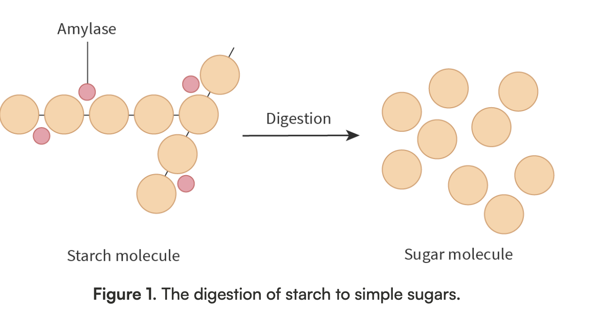 <ul><li><p>Monosaccharides: simple sugars (have one sugar), such as glucose that make up carbohydrates</p></li><li><p>Disaccharides: mix of 2 monosaccharides</p></li><li><p>Polysaccharides: mix of many monosaccharides</p></li></ul><p></p>