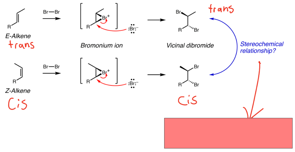 <p>Bromonium ion product relationship</p>