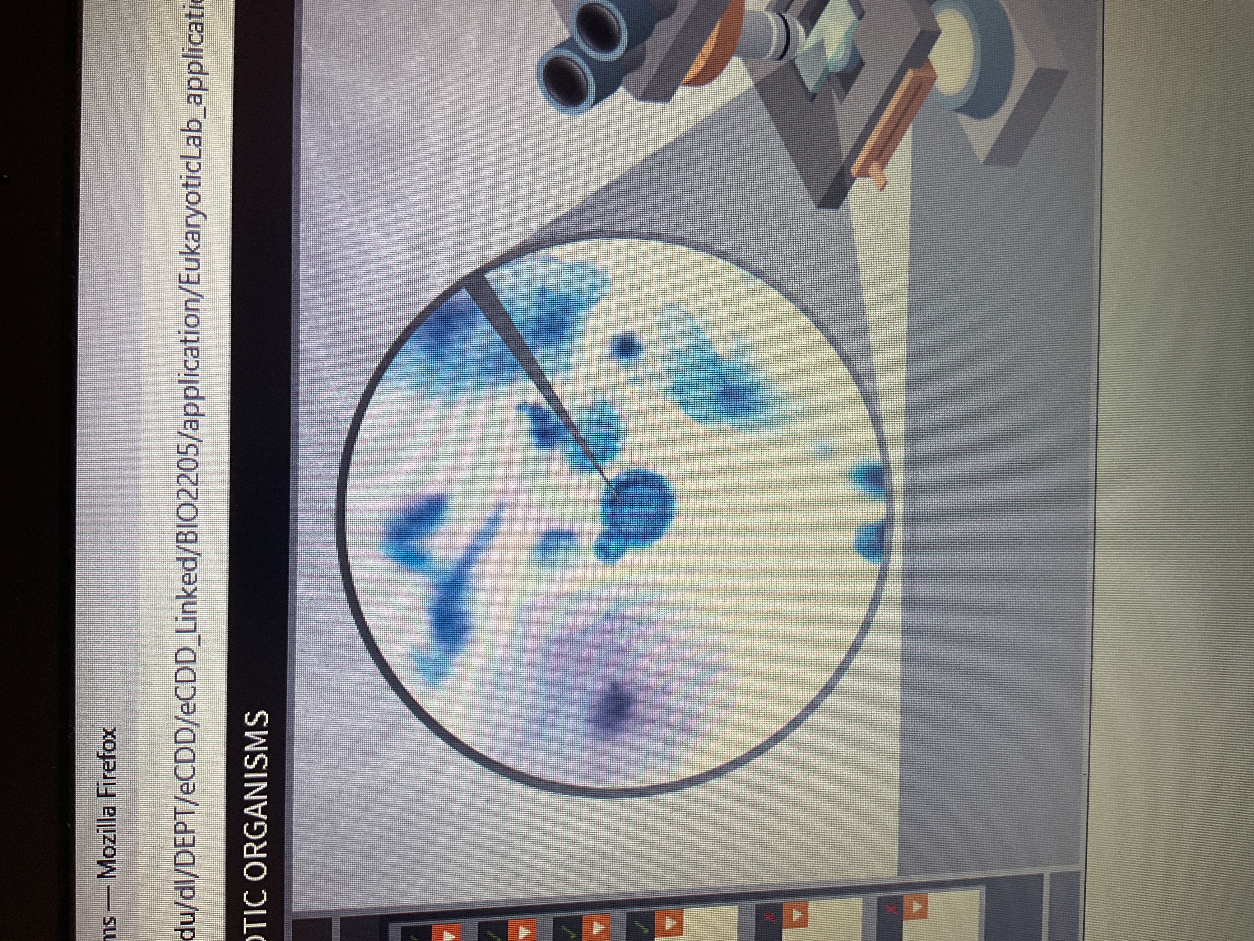 <p>Fungus</p><p>flu like respiratory infection</p>