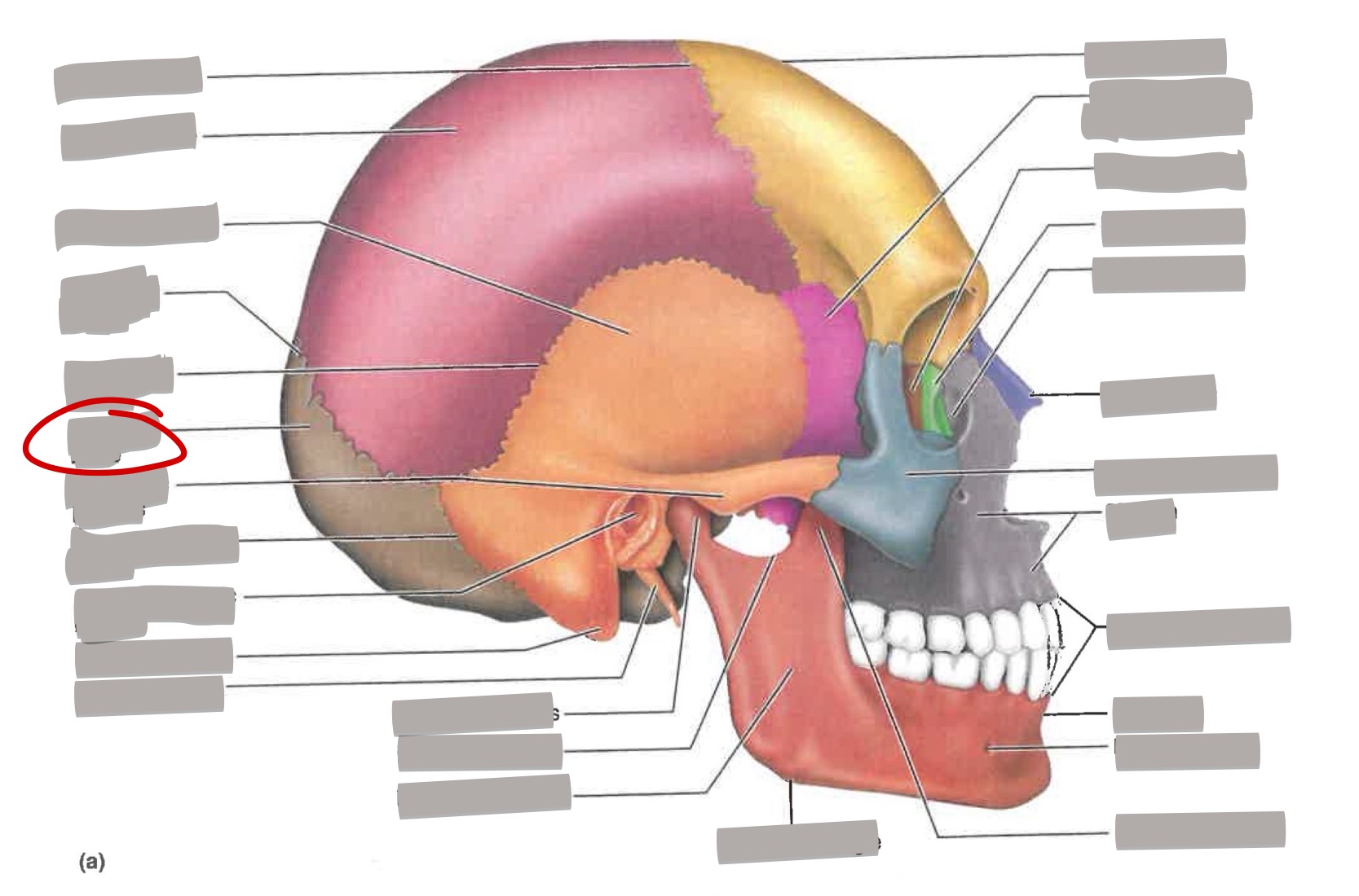 term image