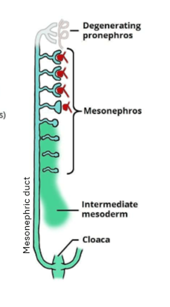<p>primitive kidney/mesonephros, cloaca and allantois</p>