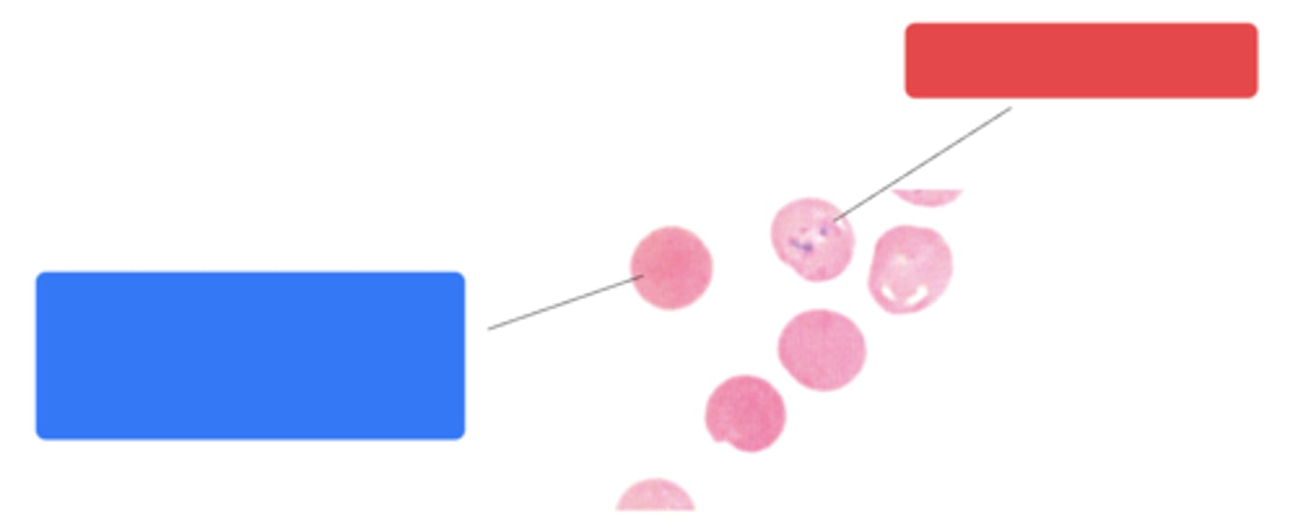 <p>ID the blue box:</p>