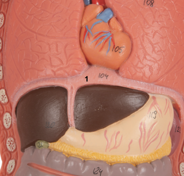 <p><span>What muscle is labeled by 1? </span></p>