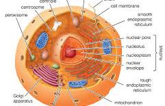 <p>Have a nucleus (a plasma sack with DNA) and plasma-bound organelles (lysosomes and vacuoles) Grows by mitosis and reproduces using meiosis</p>