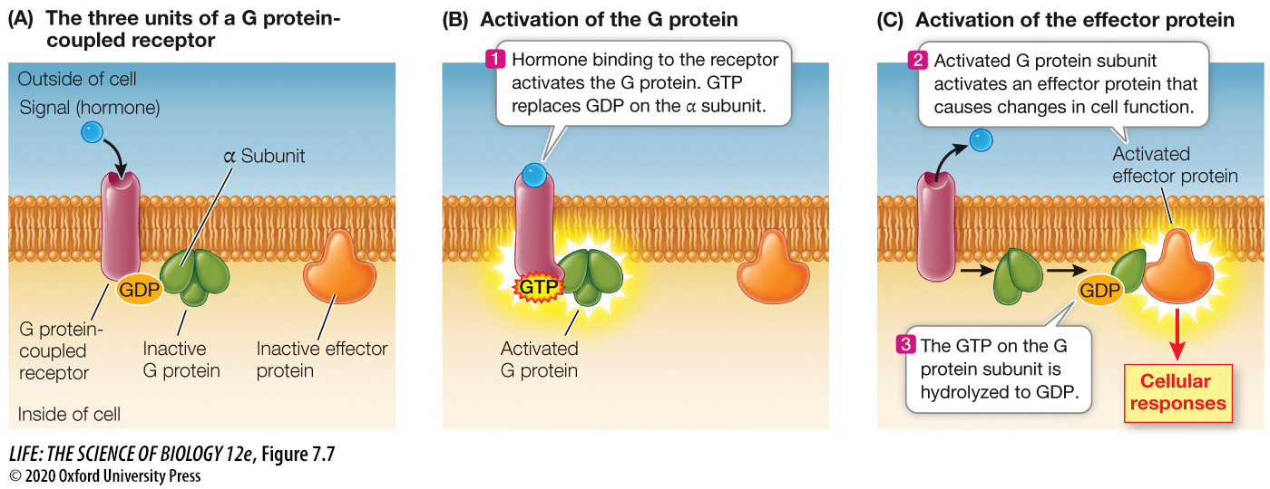 <p>A G protein is activated which then activates an effector protein.</p>