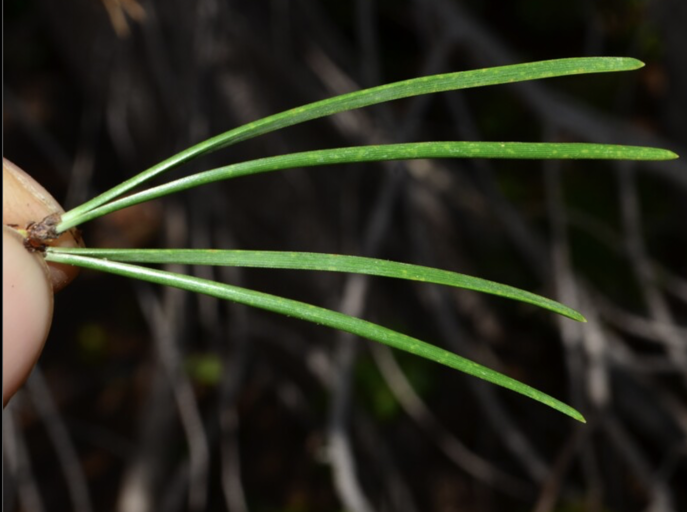 <p>identify by leaves (groups of 2)</p>