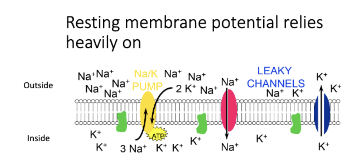 <p>ions: more (+) outside, more (-) inside</p><p>Na+/K+ Pump</p><p>Leaky channels: Na+ Channels and K+ channels</p>