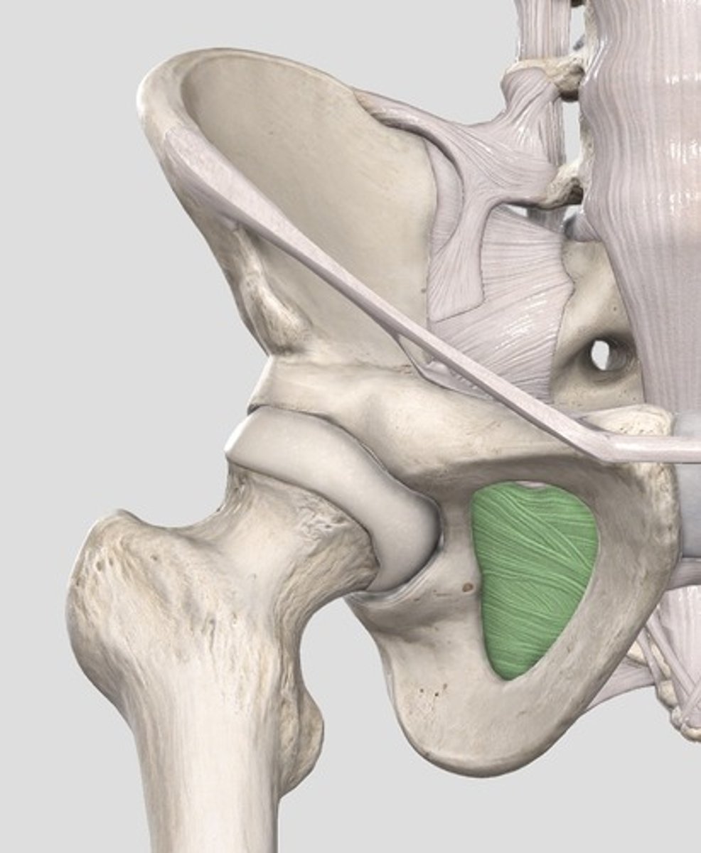 <p>membrana obturatoria</p>