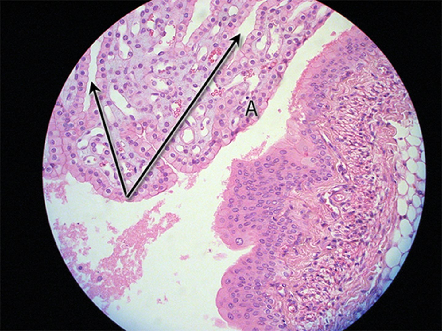 <p>small tubes in the kidney where reabsorption takes place, simple cuboidal epithelial cells</p>