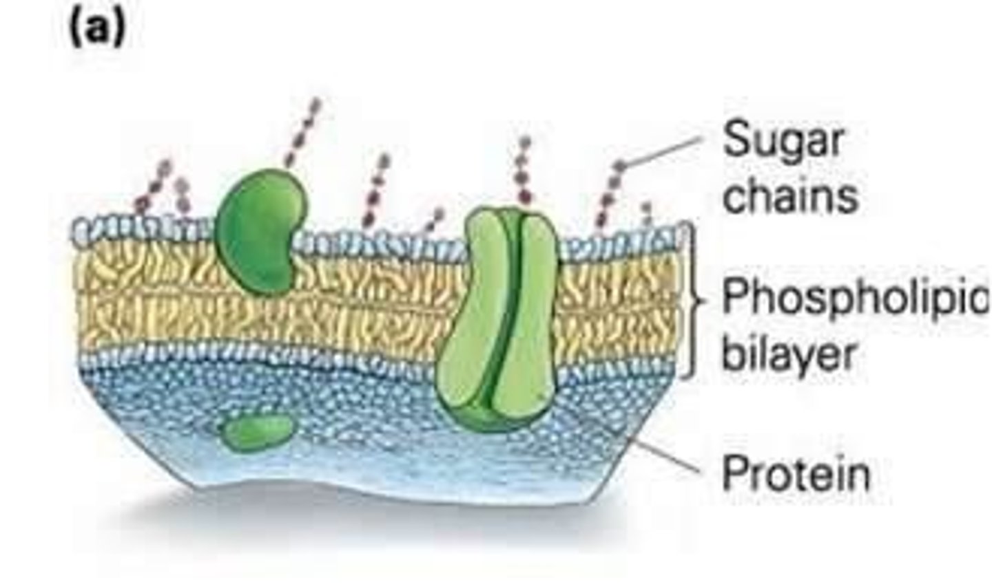 <p>Encloses all cells and defines the outer boundary of cells.</p>