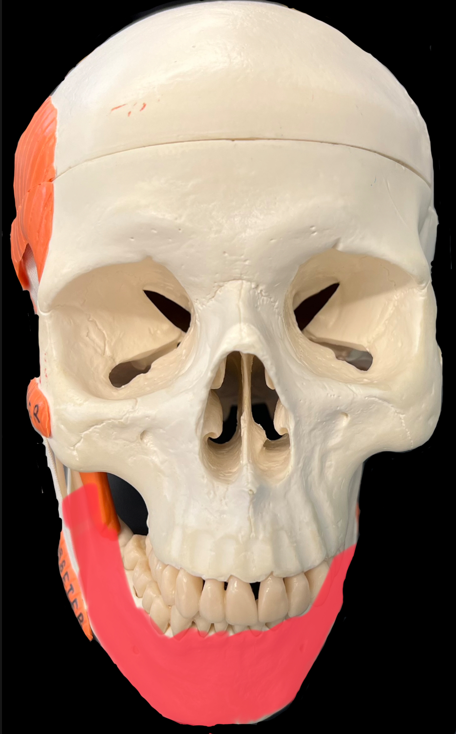 What is highlighted in red?