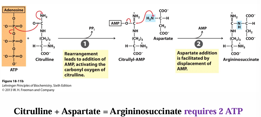 <p>2 part reaction </p><ul><li><p>citrulline —> citrullyl- AMP (uses 2 ATP) </p></li><li><p>citrullyl- AMP —> arginosuccinate (has addition of aspartate with 2nd amino group) </p></li></ul><p></p>