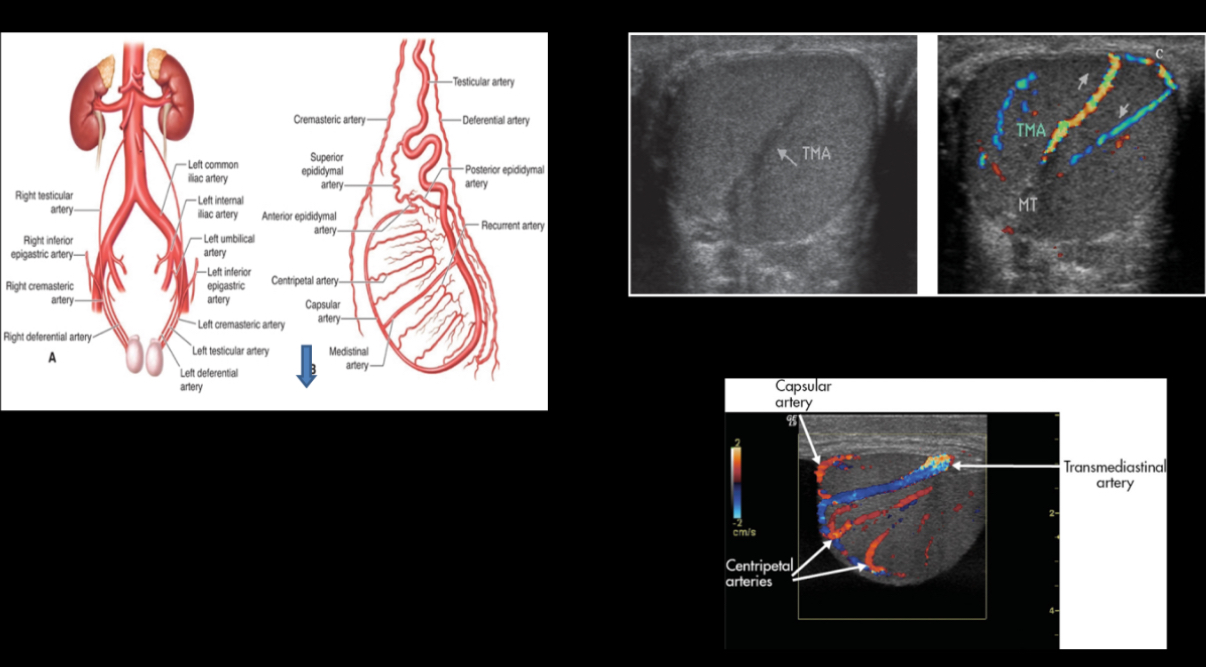 <p>What course through the parenchyma to deliver oxygenated blood to the tissues; these arteries are sampled with Doppler?</p>