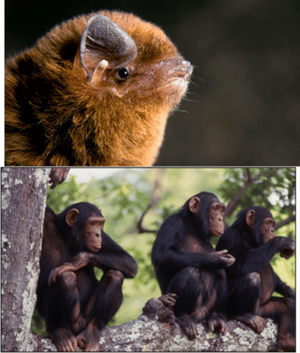 <p>Diseases originating from animals that are transmitted to humans.</p>