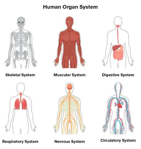 <p>a group of organs that work together to perform a vital body function</p>