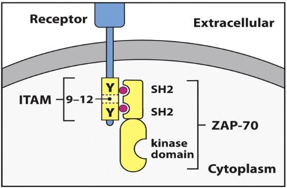 Each ITAM has two tyrosines (Y) that are phosphorylated by ZAP-70 when the ligand binds