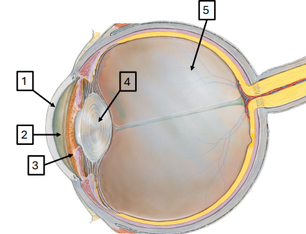 <p>4.Lens</p>