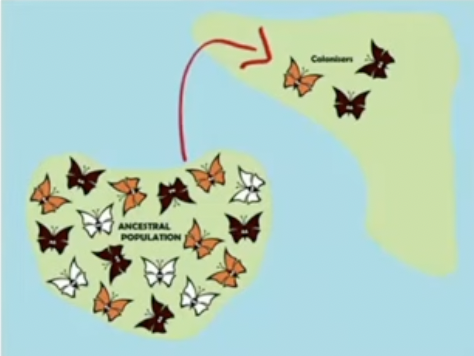 <ul><li><p>If populations shrink then chance can take over because the gene pool became much smaller (Ex. If 3 red frogs die in a very small population that would decrease the red allele much more than if 3 red frogs die in a much larger population)</p></li><li><p>A specific type of genetic drift is called the “founder effect” occurs when a small group of individuals move to a new area and their alleles make up the new gene pool (So if the original population was 10 red frogs and 10 green frogs and 4 red frogs and 1 green frog moves to a new location there is a much higher percentage of frogs that are red)</p></li><li><p>Another type of genetic drift is called the “bottleneck effect” where a population becomes suddenly smaller in the same location (often due to humans <span data-name="rolling_eyes" data-type="emoji">🙄</span>)</p></li></ul>