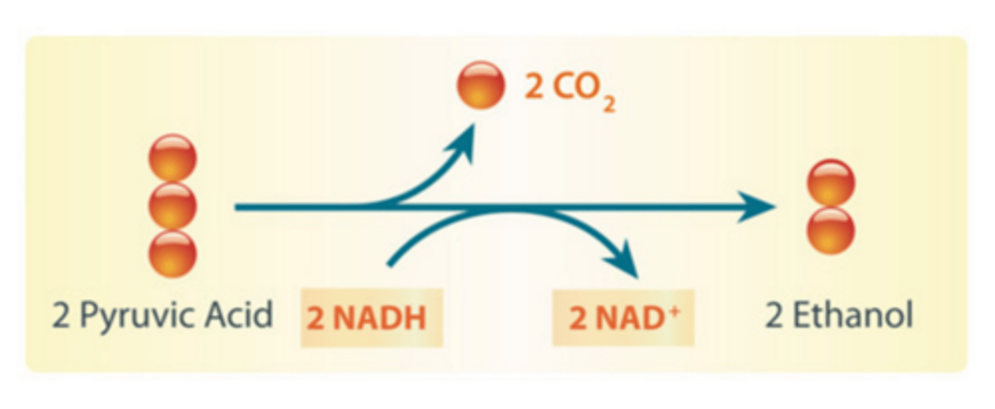 <p>An anaerobic process that produces ethanol.</p>