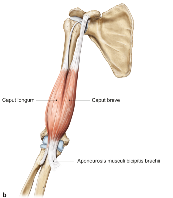 <p>m. biceps brachii caput longum (boven / lateraal) en breve (onder / mediaal)</p><p>loopt van processus coracoideus (breve) en de scapula (longum) naar de ulna</p><p>functie = flexie en supinatie in de elleboog</p>