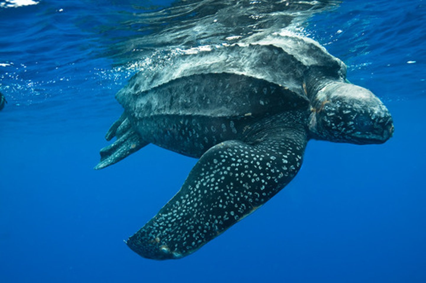 <p>Largest sea turtle species, which swims the furthest and dives the deepest.</p>