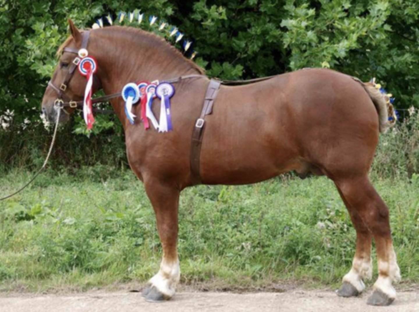 <p>- Draft Horse</p><p>- Originated in England</p><p>- Chestnut/Sorrel color; ONLY draft breed that breeds completely true for color because it has no recessive genes (Suffolk horses will always breed chestnut/sorrel offspring)</p>