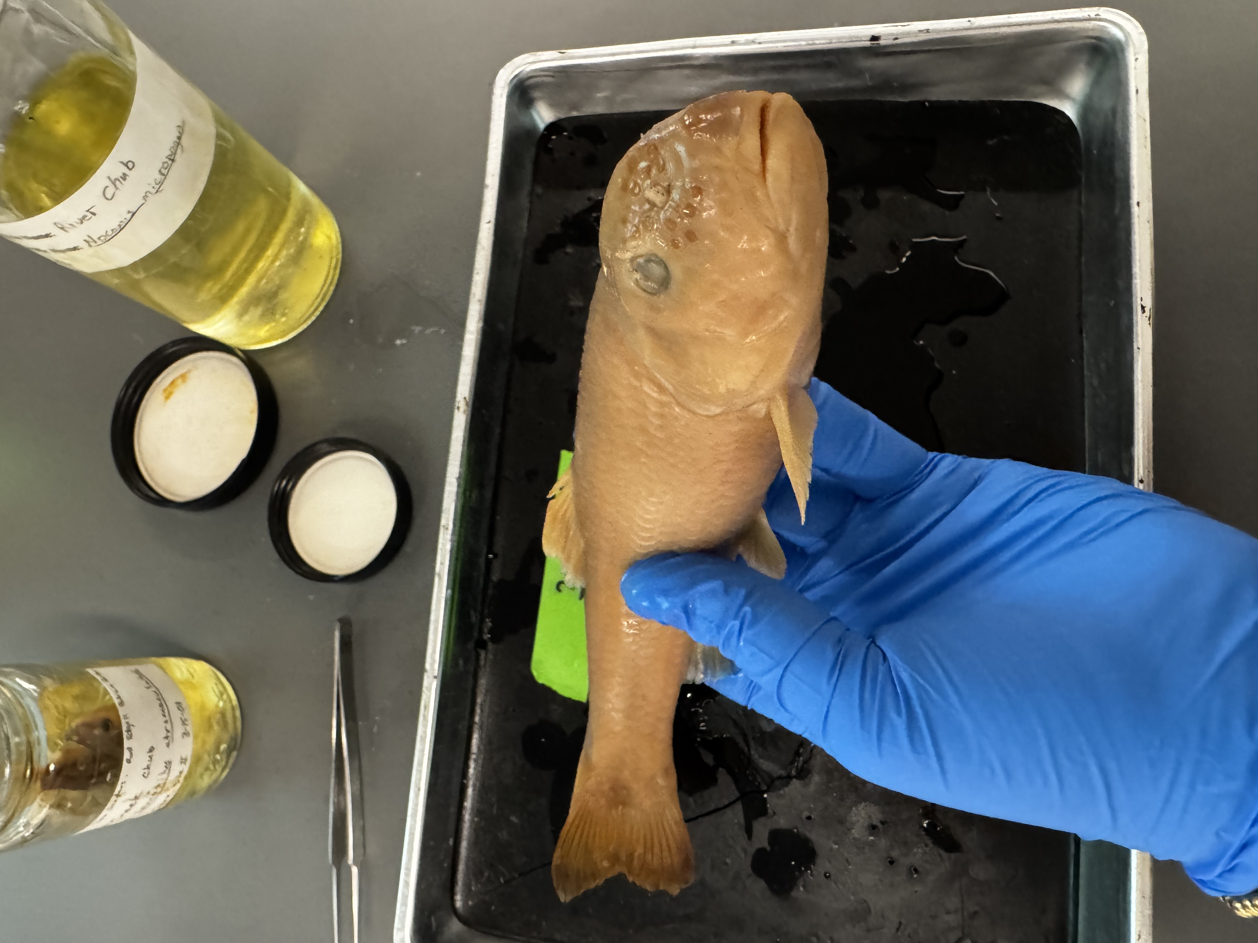 <p>Family:</p><p>Species:</p><p>Scientific:</p>