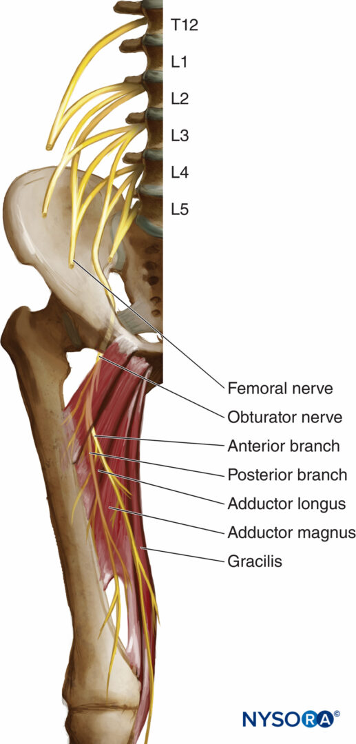 <p>D. obturator</p><p><strong>obturator nerve</strong> lies <strong>immediately medial</strong> to the psoas major muscle as it emerges from the lumbar plexus. </p><ul><li><p><strong>femoral nerve</strong> lies <strong>lateral</strong> to the psoas major.</p></li><li><p class="">The <strong>genitofemoral nerve</strong> pierces the anterior surface of the psoas muscle.</p></li><li><p class="">The <strong>ilioinguinal</strong> (likely what you meant by "iliolingual") nerve arises from the lateral border of psoas and runs more laterally</p></li></ul><p></p>