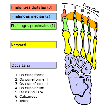 <p>what are the parts of the phalanges? </p>
