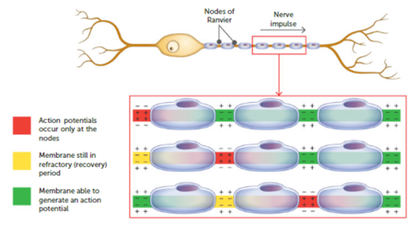 <p>- myelin sheath insulates the fibre from the extracellular fluid so that ions cannot flow between the inside and outside of the membrane, and an action potential cannot form.</p><p>- Na+ ions will diffuse along axon, through cytoplasm until they reach the next exposed gate (at the next Node of Ranvier).</p><p>- In this case, the action potential jumps from one node of Ranvier to the next because the myelin sheath is absent from the nodes.</p><p>- SALTATORY CONDUCTION= 'jumping conduction'= nerve impulse travels much faster along myelinated fibres (less distance to cover)</p><p>- max speed 140 m/s</p>
