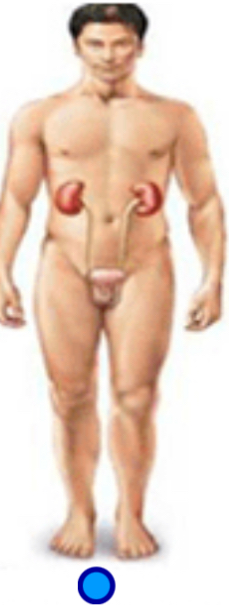 <p>Urinary system</p>
