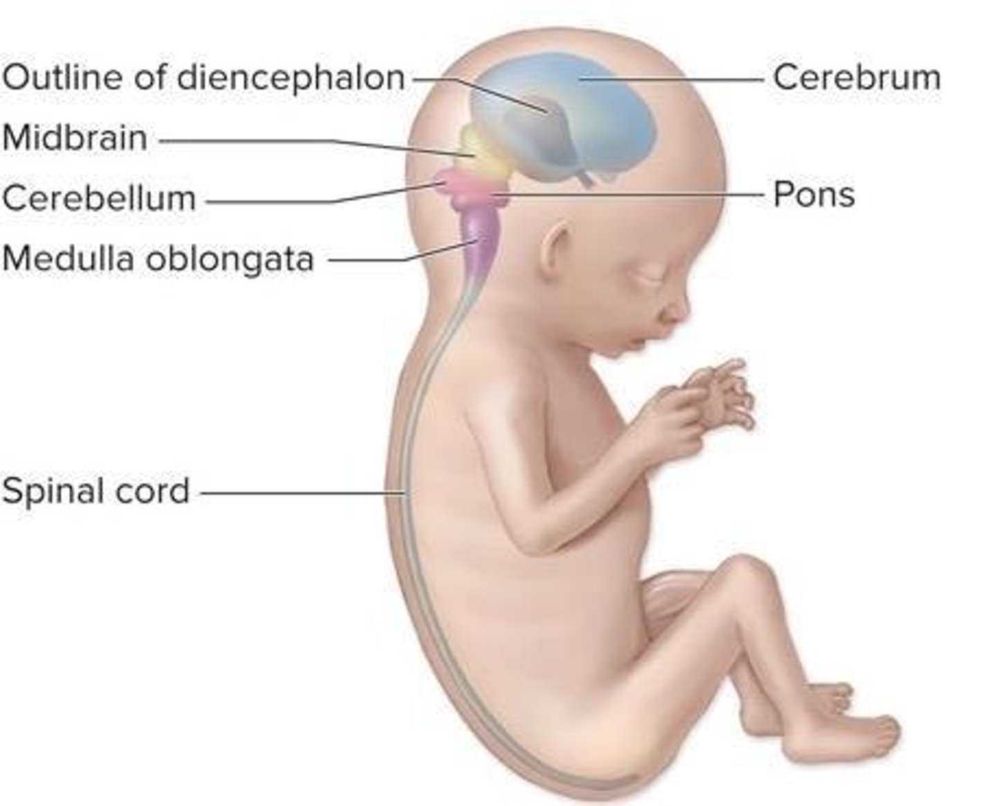 <p>Pons and Cerebellum.</p>