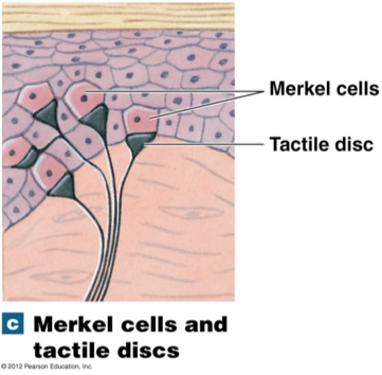 <p>How many different sensory receptors for touch?</p>