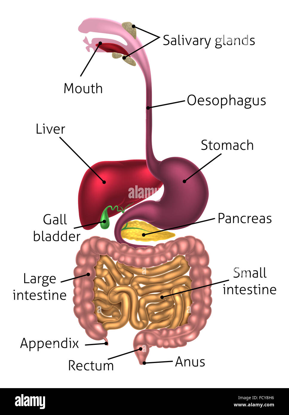 <p><strong>ALIMENTARY CANAL</strong></p>