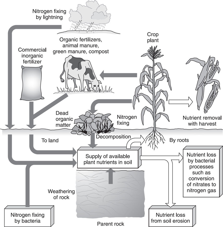 Plant nutrient pathways