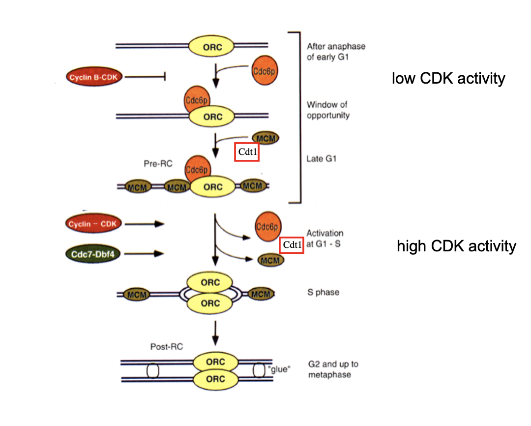 <ol><li><p>pre-RC is dismantled</p><ul><li><p>Cdc6 and Cdt1 are degraded by proteolysis</p></li><li><p>MCM complexes are displaced from replication DNA</p></li></ul></li></ol><p>→ reformation of new pre-RCs and re-initiation of DNA rep are<strong> therefore prevented</strong></p><ul><li><p>until exit from mitosis</p></li></ul><p></p>