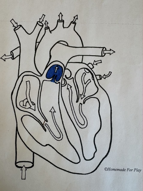 <ul><li><p>Between the right ventricle and pulmonary artery</p></li></ul><p></p>