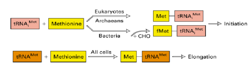 <p>protein synthesis starts with initiator tRNA correctly positioned at start codon (AUG - Met)</p><p>euks and proks have 2 types of Met tRNAs charged with the same enzyme - methionyl tRNA synthetase</p><ul><li><p>tRNAMet is for methionine at internal codons of growing polypeptide (internal AUGs)</p></li><li><p>tRNA iMet is for initiation where bacteria have modification-formyl-methionine</p></li></ul><p>initiator tRNA allows for more regulation of initiation - alternate starts need to be recognized in bacteria</p><p>initial Met often removed during or immediately following translation</p><p></p>