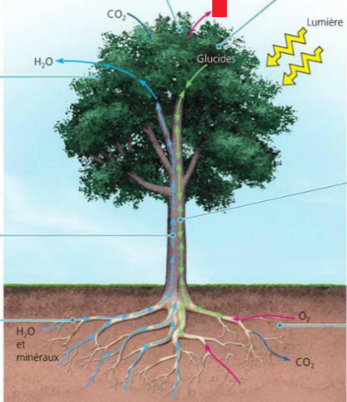 <p>La photosynthèse <span style="background-color: transparent;">est une réaction <strong>oxygénique</strong> : elle permet, grâce à l’<strong>énergie lumineuse</strong> (réaction endergonique), de <strong>réduire le </strong></span>carbone du CO2 <span style="background-color: transparent;">pour <strong>former des composés organiques (glucides)</strong>, tout en<strong> libérant de l’[?]</strong>.&nbsp; </span></p>