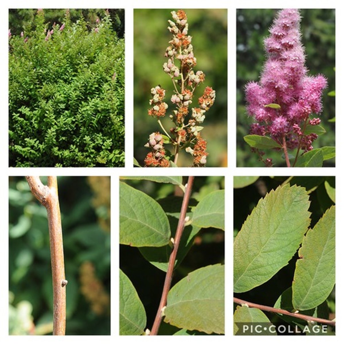 <p>Pink, fluffy blooms arranged in pyramidal shapes at the tops of stems, turn brown in the fall. Stalks are tall and singular, leaves are alternating, long and ovate with serrated edges, indented midrib. Woody brown stem.</p>